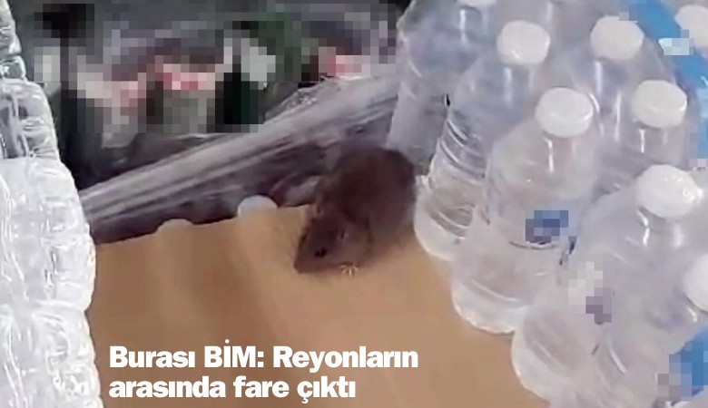 Burası BİM: Reyonların arasında fare çıktı