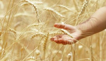 Bloomberg: Buğday üretimi tehlike altında