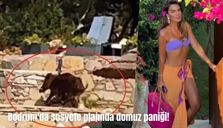 Bodrum'da sosyete plajında domuz paniği