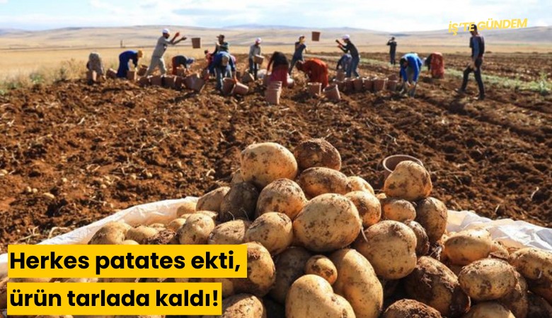 Herkes patates ekti, ürün tarlada kaldı!