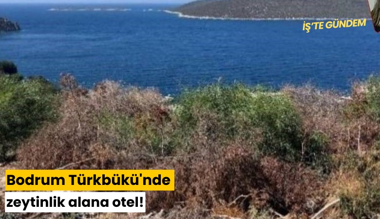 Bodrum Türkbükü'nde zeytinlik alana otel!