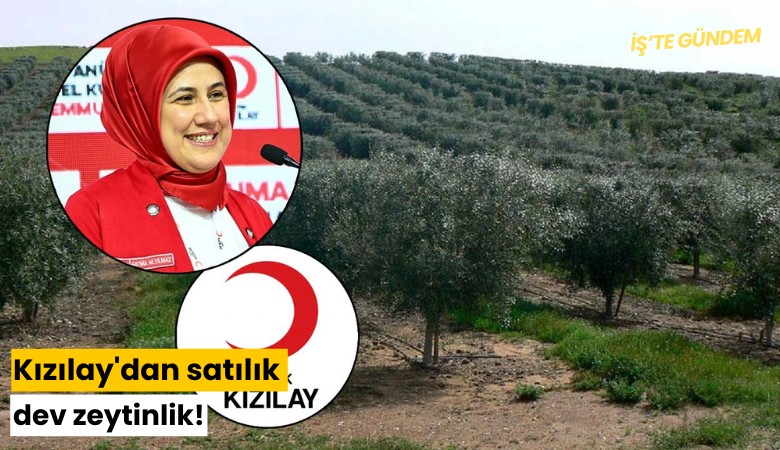 Kızılay'dan satılık dev zeytinlik!