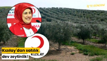 Kızılay'dan satılık dev zeytinlik!