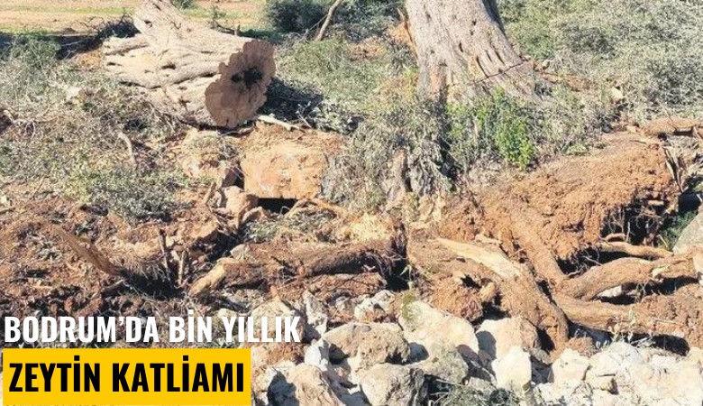 Bodrum'da bin yıllık zeytin katliamı