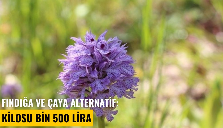 Fındığa ve çaya alternatif: Kilosu bin 500 lira