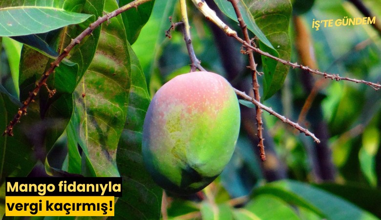 Mango fidanıyla vergi kaçırmış!