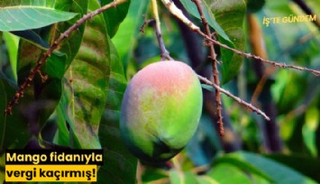 Mango fidanıyla vergi kaçırmış!