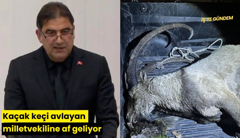 Kaçak keçi avlayan milletvekiline af geliyor