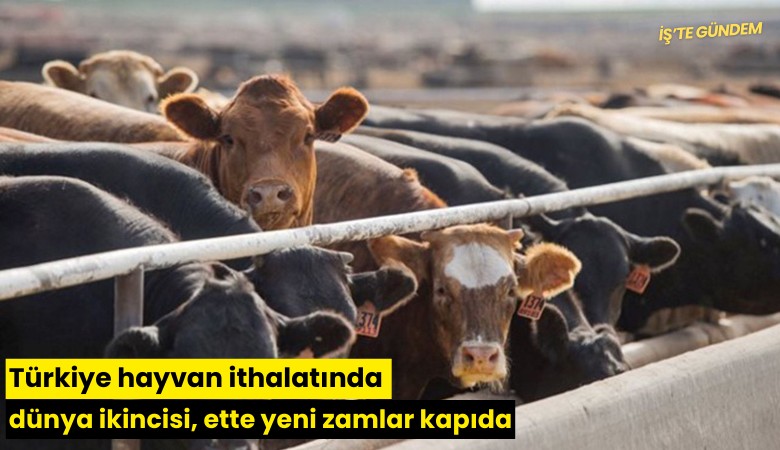 Türkiye hayvan ithalatında dünya ikincisi, ette yeni zamlar kapıda