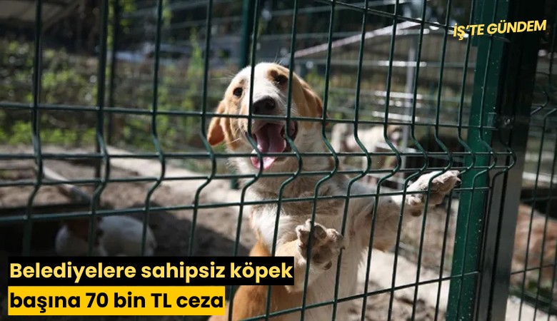 Belediyelere sahipsiz köpek başına 70 bin TL ceza