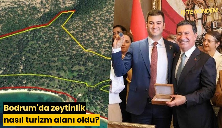 Bodrum'da zeytinlik nasıl turizm alanı oldu?