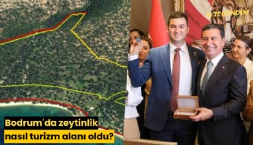 Bodrum'da zeytinlik nasıl turizm alanı oldu?