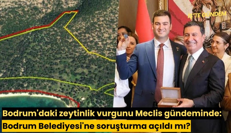 Bodrum'daki zeytinlik vurgunu Meclis gündeminde: Bodrum Belediyesi'ne soruşturma açıldı mı?