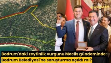 Bodrum'daki zeytinlik vurgunu Meclis gündeminde: Bodrum Belediyesi'ne soruşturma açıldı mı?
