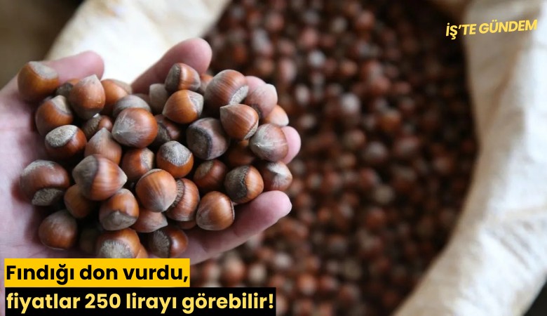 Fındığı don vurdu, fiyatlar 250 lirayı görebilir!