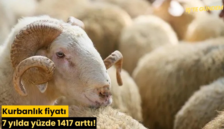 Kurbanlık fiyatı 7 yılda yüzde 1417 arttı!