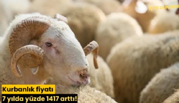 Kurbanlık fiyatı 7 yılda yüzde 1417 arttı!