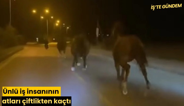 Ünlü iş insanının atları çiftlikten kaçtı