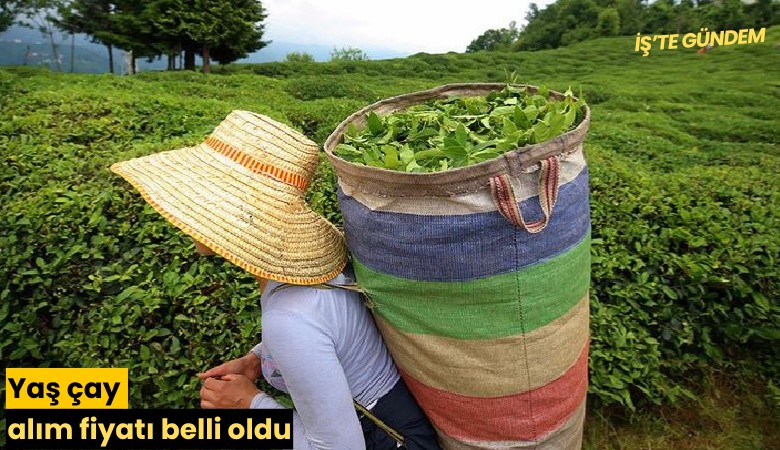 Yaş çay alım fiyatı belli oldu