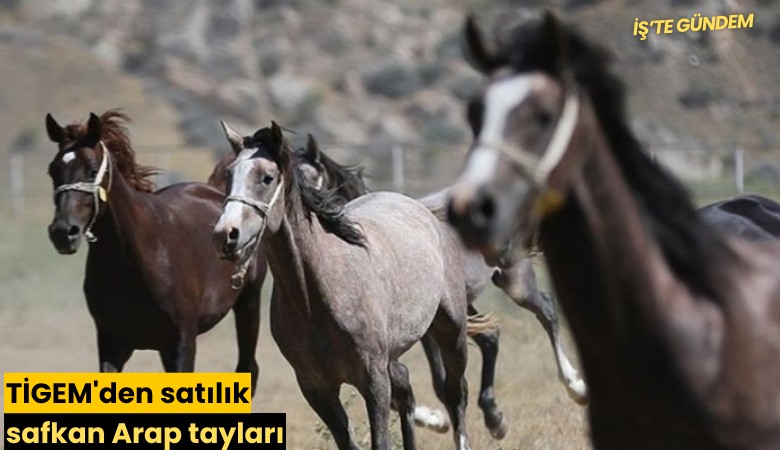 TİGEM'den satılık safkan Arap tayları