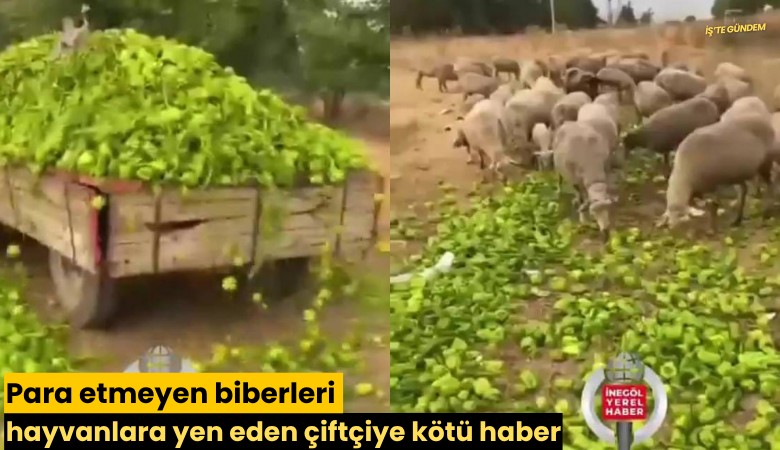 Para etmeyen biberleri hayvanlara yem eden çiftçiye kötü haber