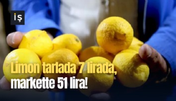 Limon tarlada 7 lirada, markette 51 lira!
