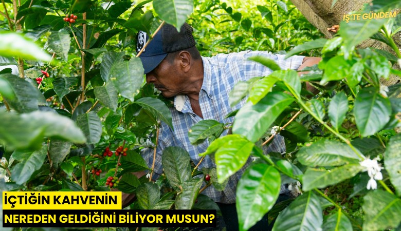 İçtiğin kahvenin nereden geldiğini biliyor musun?