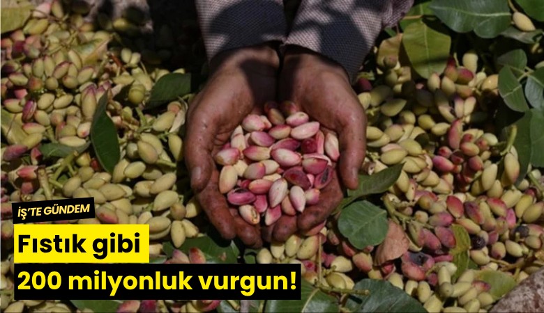 Fıstık gibi 200 milyonluk vurgun!