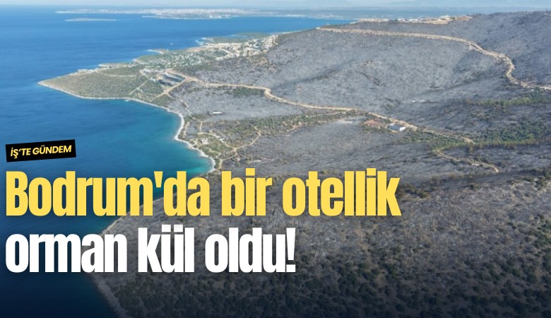 Bodrum'da bir otellik orman kül oldu!
